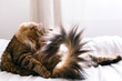 Maine coon cat grooming and lying on white bed in sunny bright stylish room. Cute cat with green eyes and with funny adorable emotions licking and cleaning fur. Space for text