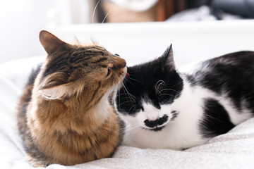 Maine coon licking and cleaning his funny friend cat with moustache,  sitting on comfortable bed in light. Pet love. Two cute cats grooming on white bed in sunny stylish room. Space for text