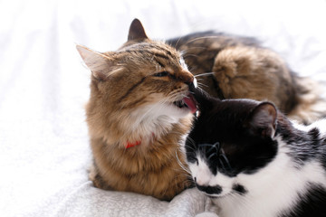 Wall Mural - Two cute cats grooming on white bed in sunny stylish room. Maine coon licking and cleaning his funny friend cat with moustache,  sitting on comfortable bed. Pet love. Space for text