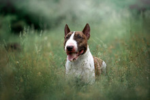 Beautiful Dog Breed Bull Terrier On Nature