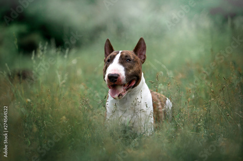 Fotomural Beautiful dog breed bull terrier on nature