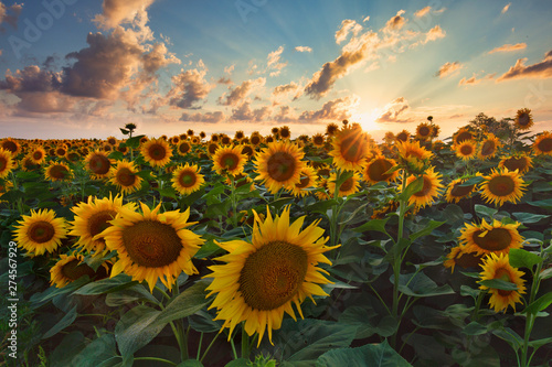 Sunflowers in the field, summertime agricultural background Canvas