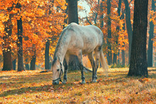 Horse Grazing In The Forest Under Trees With Yellow And Red Leaves, Fall Season Theme