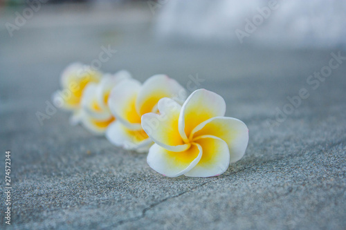 Cuadros en Lienzo Leela flowers that are arranged together