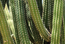 Macro Image Of Textured Surface Of Cactus Flower In Aruba Island