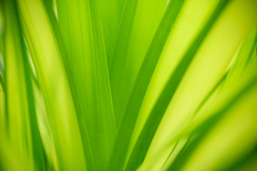 Green leaf nature i for wallpaper and background, Yellow color with copy space using as background natural green plants landscape