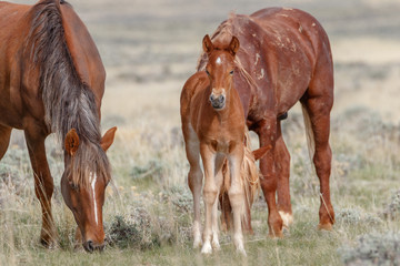 Wall Mural - Wild mustang filly, and parents