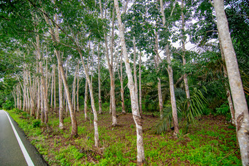 Rubber plantation, economic crop planting, forestry, rubber, plants and environment, forest growth, natural resources and oxygen, selective focus, blur background.