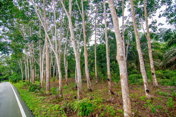 Rubber plantation, economic crop planting, forestry, rubber, plants and environment, forest growth, natural resources and oxygen, selective focus, blur background.