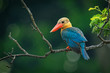 Stork-billed Kingfisher (Pelargopsis capensis) - tree kingfisher distributed in the tropical Indian subcontinent and Southeast Asia, from India to Indonesia - Singapore, Malaysia