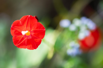 Wall Mural - Blooming tropical red flower isolated on natural blurred background.