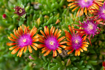 Colorful flowers of delosperma desert garnet