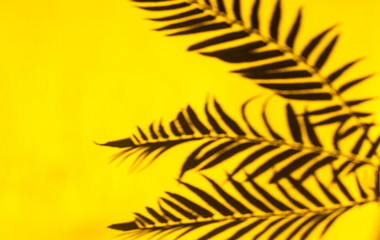 Wall Mural - Top view of tropical palm leaves shadow on yellow background.