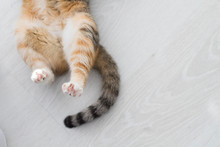 Back Cat's Paws And Tail Are Tri-colored Cats Closeup On White Background