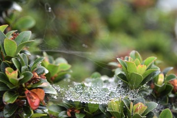 Wall Mural - Natural abstract of raindrops trapped in a spider web