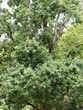 Chêne pyramidal (Quercus robur fastigiata) , une variété de chêne à hautes tiges fortement ramifié de cime couronnée retombante