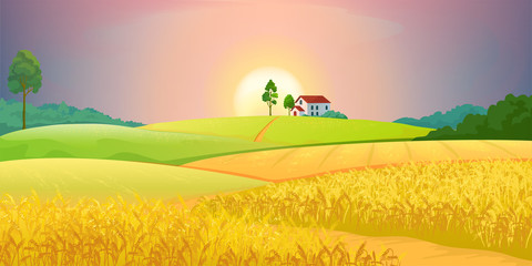 Wheat fields. Village farm landscape with green hills and sunset. Vector bright illustration rural agricultural countryside with buildings and trees