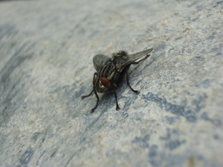 macro fly