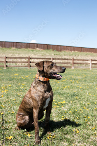 plott hound greyhound mix