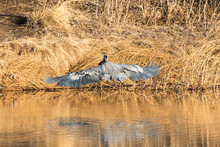 Great Blue Heron Flying Around Pond For Fish