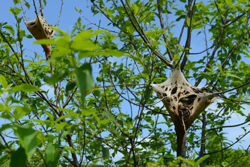 Eastern Tent Caterpillar Nests