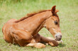 Brown foal lying in the meadow