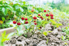 Wild Ripe Garden Strawberry On The Plant. Selective Focus.