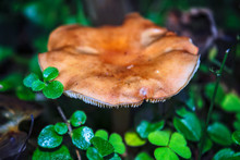 Boletus In Moss. Forest Mushroom. Forest Mushroom Russula Close-up Blurred Dark Background.