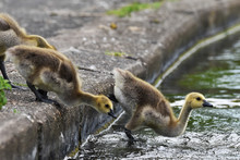 Canada Goose Goslings Jumping Into Lake 