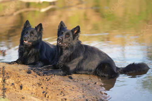 Two Wet Long Haired Black German Shepherd Dogs Lying Down In A
