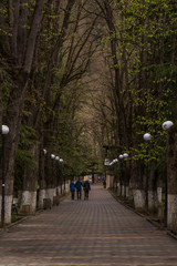 Poster - path through park in bordschomi