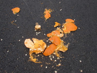 smashed pumpkin