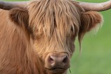 Fototapeta Miasto - A close up photo of a Highland Cow