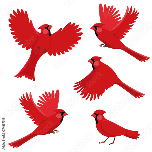 Fotomural Bird red cardinal in different positions
