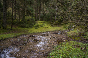 Wall Mural - national park borjomi water stream