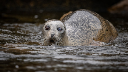 Wall Mural - Seal