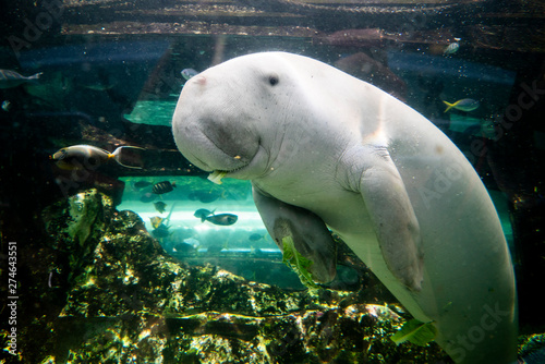 Fotografía Cute dugong having lunch looking at camera