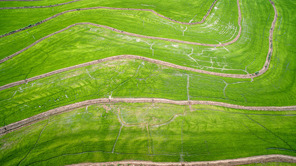 Wall Mural - Cultivos de Arroz en Cucuta Norte de Santander