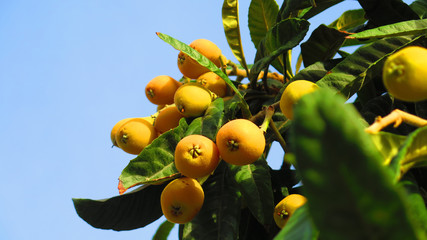 Loquat Fruit on Tree