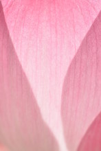 Macro And Closeup Of Pink Blooming Lotus Flower 