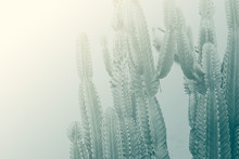 A Rustic Color Filtered Background Featuring Cacti