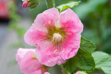 Pink Alcea, Hollyhock Flowers Closeup
