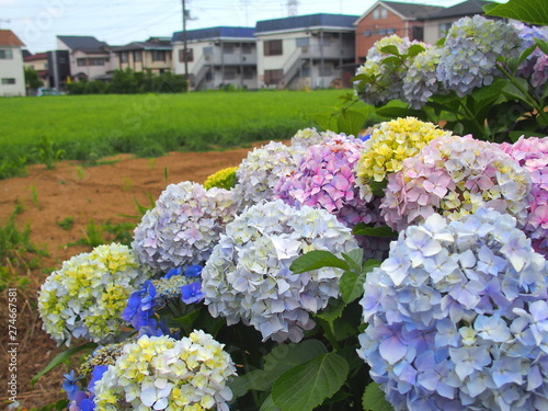 郊外の梅雨晴れに咲く紫陽花風景 Buy This Stock Photo And Explore Similar Images At Adobe Stock Adobe Stock