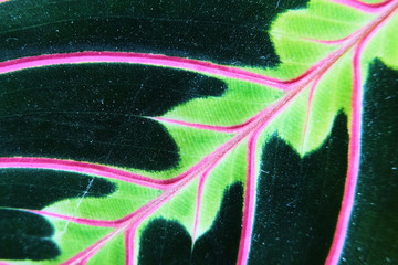 Pink stripes on palm leaf. Abstract green texture background. Floral and tropical concept