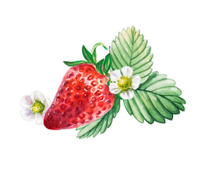 Watercolor red juicy strawberry with leaves and flower. Food background, painted bright composition. Hand drawn food illustration. Fruit print. Summer sweet fruits and berries.