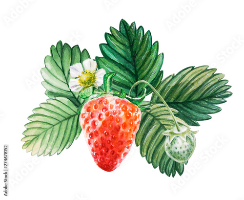 Watercolor red juicy strawberry with leaves and flower. Food background, pain...