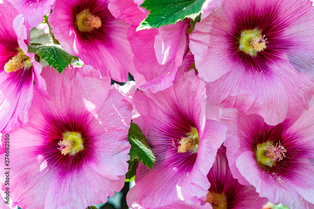 Hollyhock mallow close-up. Floral background of large pink garden musk mallow flowers. Blooming musky mallow in the summer garden. - obrazy, fototapety, plakaty 