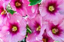 Hollyhock Mallow Close-up. Floral Background Of Large Pink Garden Musk Mallow Flowers. Blooming Musky Mallow In The Summer Garden.