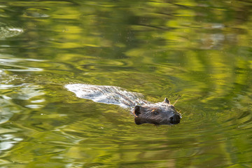 Wall Mural - busy beaver