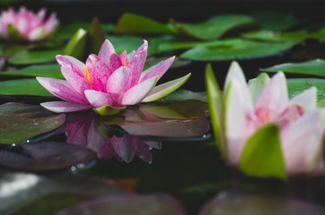 Wall Mural - beautiful pink lotus flower in pond. aquatic water lily fresh nature flower blooming background outdoors in garden top view with sunlight.